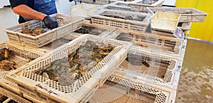 Marron fresh water crayfish farming processing western Australia photo