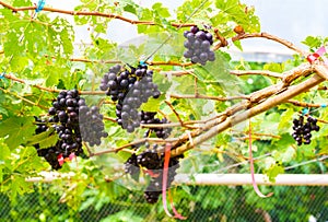 Marroo Seedless grapes
