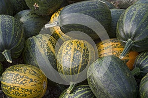 Marrow crop