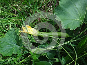 Marrow green - Fruit