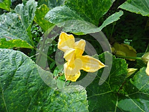 Marrow green - Yellow flower