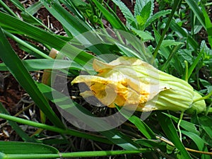 Marrow green - Yellow flower