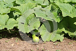 Marrow growing in a land