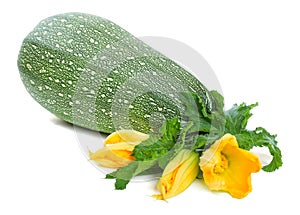 Marrow squash