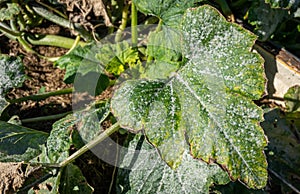 Powdery mildew on marrow leaf.