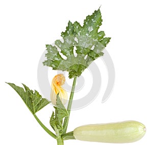 Marrow squash vegetable