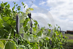 Marrowfat pea plant. Green vegetable marrow growing on bush in a vegetable garden