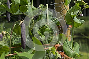 Marrowfat pea plant. Green vegetable marrow growing on bush in a vegetable garden