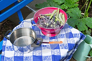 Marrowfat and peas in vegetable garden