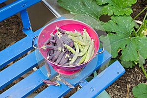 Marrowfat and peas in vegetable garden