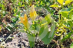 Marrows blossom