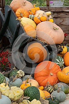 Marrows,Gourds, and Pumpkins displayed on a black Wheelbarrow.