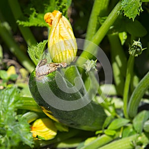 Marrows growing in garden