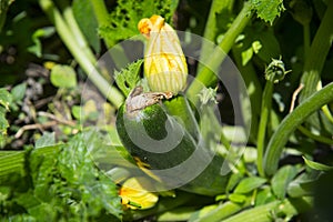 Marrows growing in garden