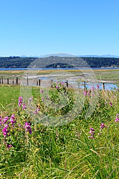 Marrowstone island. Olympic Peninsula. Washington State.