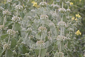 Marrubium vulgare white or common horehound ash green plant with small yellowish white flowers