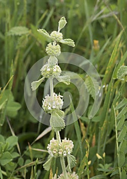 Marrubium vulgare white or common horehound ash green plant with small yellowish white flowers