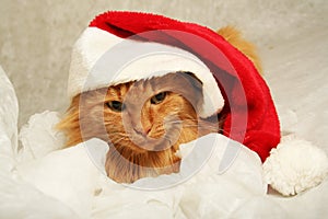 Marry christmas cat