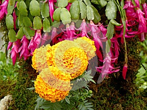 Marrygold, the flower in my garden