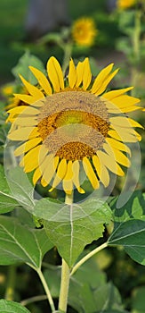 Marrygold ðŸŒ¼flower nature leafs stems