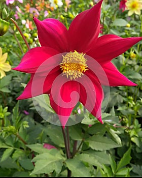 Mars red dahlia Indian flower