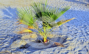 Marsa alam