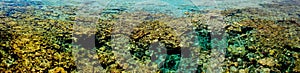 Marsa alam coral reef photo