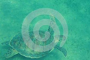 Marsa Alam. Green turtle swims in the pasture 7990