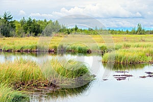 Marsh photo