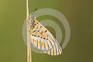 Marsh Acraea, Acraea rahira