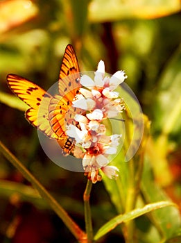 Marsh Acraea Butterfly
