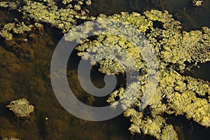 Marsh algae. Green models of algae on the water. Bog with organic pollution due to sewage. Water polluted by lake was covered wit