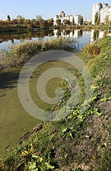 Marsh algae. Green models of algae on the water. Bog with organic pollution due to sewage. Water polluted by lake was covered wit