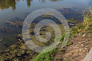 Marsh algae. Green models of algae on the water. Bog with organic pollution due to sewage. Water polluted by lake was covered wit