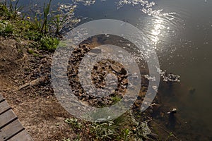 Marsh algae. Green models of algae on the water. Bog with organic pollution due to sewage. Water polluted by lake was covered wit