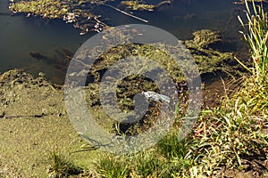 Marsh algae. Green models of algae on the water. Bog with organic pollution due to sewage. Water polluted by lake was covered wit