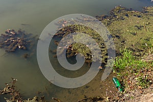 Marsh algae. Green models of algae on the water. Bog with organic pollution due to sewage. Water polluted by lake was covered wit