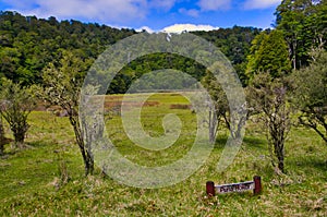 A marsh along the Lake Waikareti Track, Te Urewera National Park, New Zealand