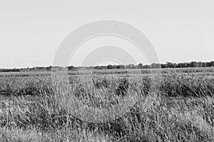 Marsh along Panther Point Trail at Lake Hancock Boat Ramp