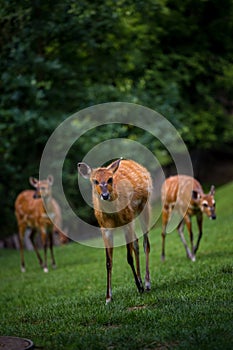 Marsh antelope in the grass of Sitatunga