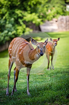 Marsh antelope in the grass of Sitatunga