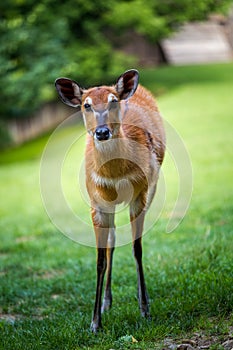 Marsh antelope in the grass of Sitatunga