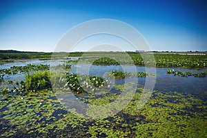 Marsh area in Point Pelee National Park, Ontario, Canada