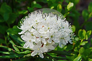 Marsh bagulnik blooms with a beautiful white cap.