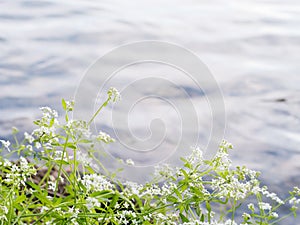 Marsh-bedstraw shore plant by lake