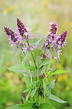 Marsh betony (Stachys palustris)