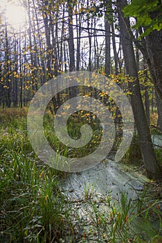 Marsh in Bialowieski Forest