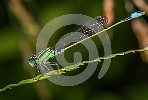Marsh Bluetail Damselfly