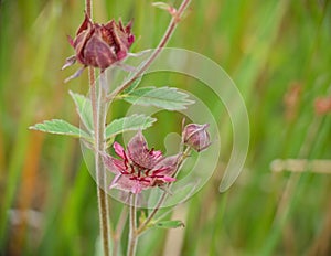 Marsh Cinquefoil aka Potentilla palustris. photo