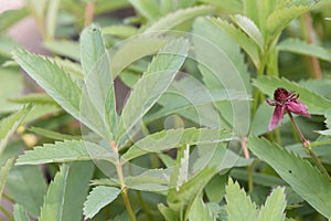 Marsh cinquefoil Comarum palustre leaves and strawberry-like flower